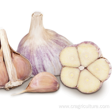 5cm Fresh Normal White Garlic Price